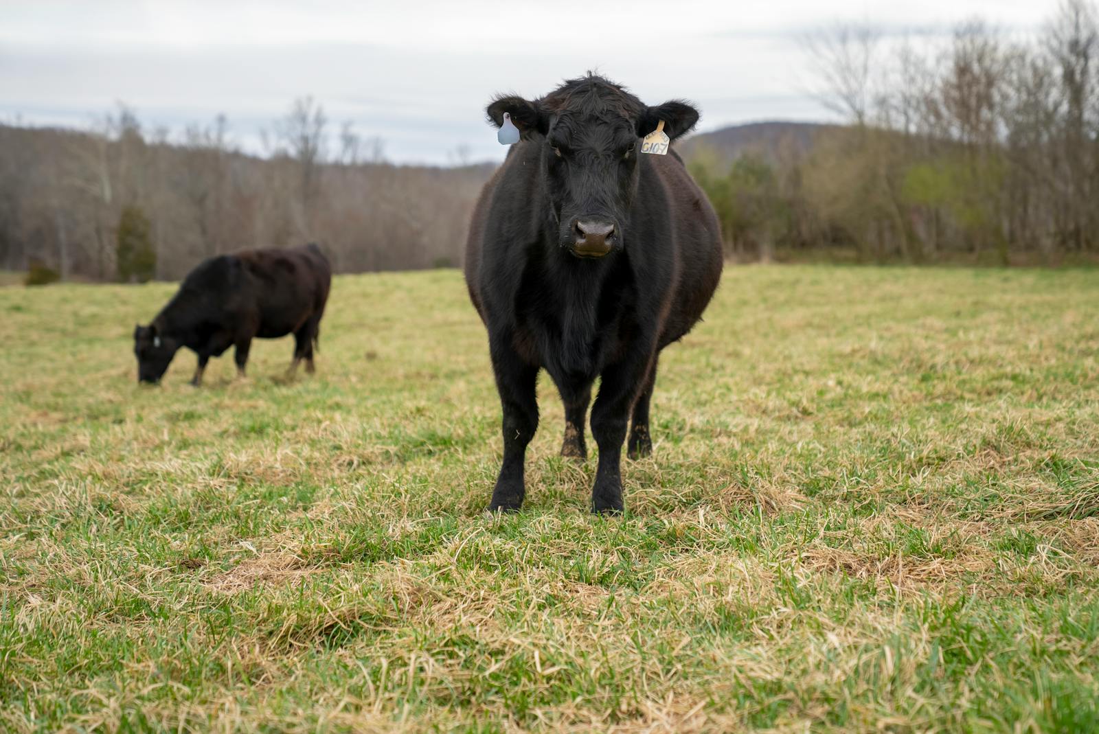 South Australian Angus cattle on the family's land